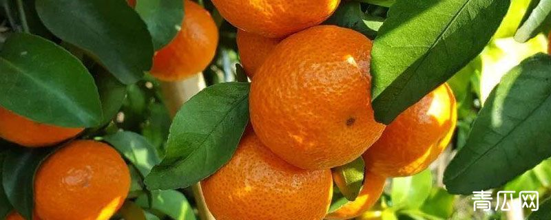 Is sugar orange resistant 